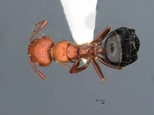 Camponotus bakeri specimen CASENT0882056 image casent0882056_1