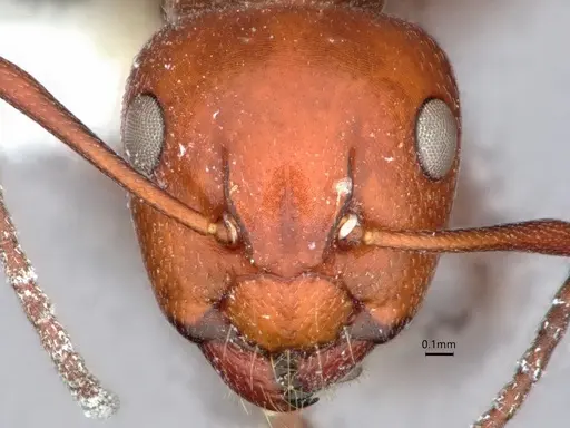 Camponotus bakeri specimen CASENT0882056 image casent0882056_2