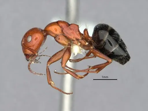 Camponotus bakeri specimen CASENT0882056 image casent0882056_3
