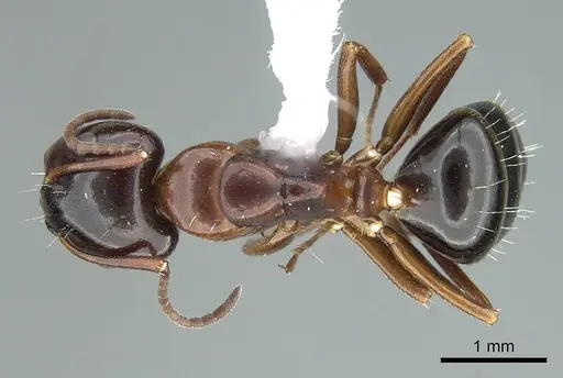 Camponotus bakeri specimen CASENT0914442 image casent0914442_1