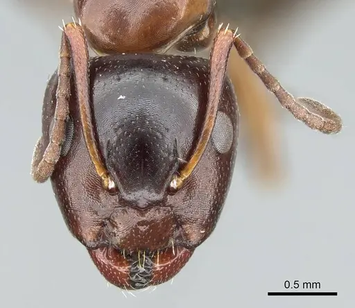 Camponotus bakeri specimen CASENT0914442 image casent0914442_2