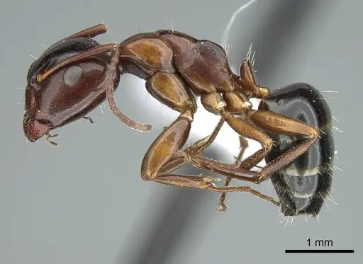 Camponotus bakeri specimen CASENT0914442 image casent0914442_3