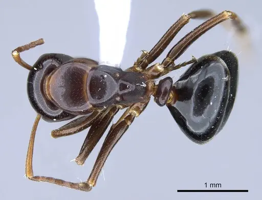 Camponotus bakeri specimen CASENT0914443 image casent0914443_1