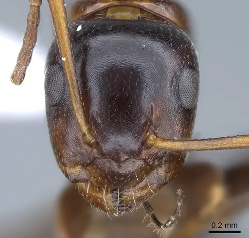 Camponotus bakeri specimen CASENT0914443 image casent0914443_2