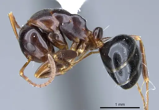 Camponotus bakeri specimen CASENT0914443 image casent0914443_3