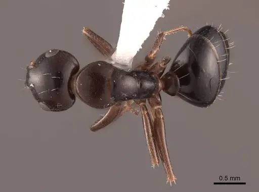 Camponotus bakeri specimen FMNHINS0000062559 image fmnhins0000062559_1