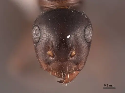 Camponotus bakeri specimen FMNHINS0000062559 image fmnhins0000062559_2