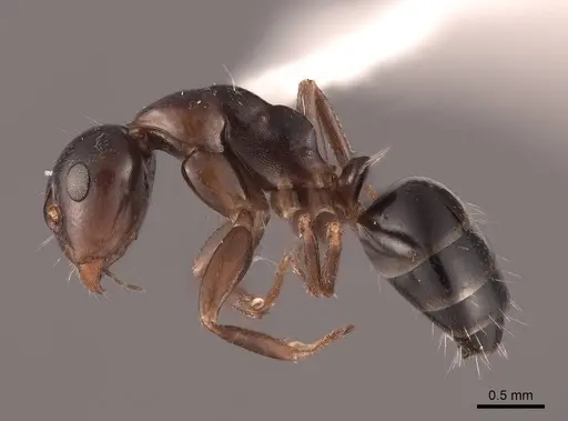 Camponotus bakeri specimen FMNHINS0000062559 image fmnhins0000062559_3