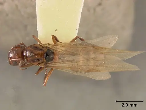 Camponotus bakeri specimen USNMENT01129585 image usnment01129585_1