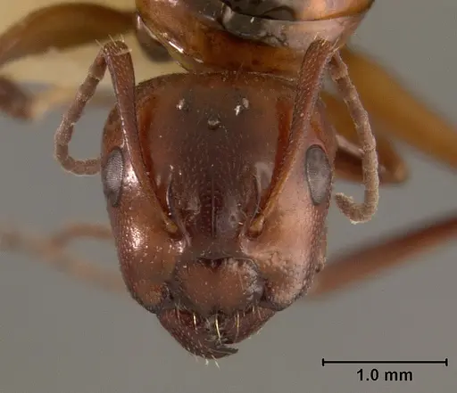 Camponotus bakeri specimen USNMENT01129585 image usnment01129585_2