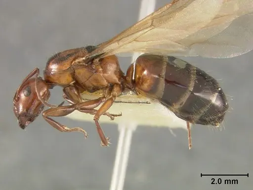 Camponotus bakeri specimen USNMENT01129585 image usnment01129585_3