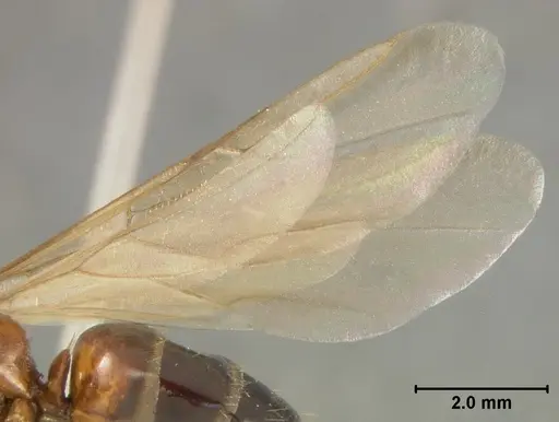Camponotus bakeri specimen USNMENT01129585 image usnment01129585_4