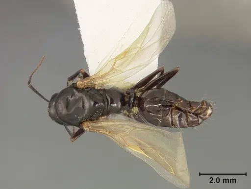 Camponotus bakeri specimen USNMENT01129586 image usnment01129586_1