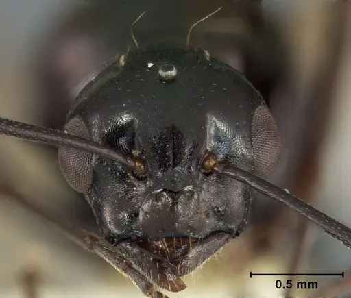 Camponotus bakeri specimen USNMENT01129586 image usnment01129586_2