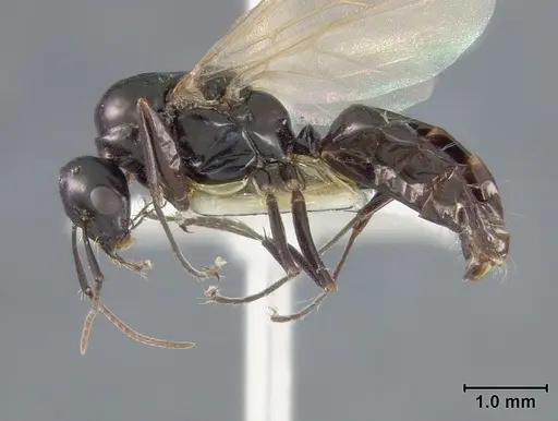 Camponotus bakeri specimen USNMENT01129586 image usnment01129586_3
