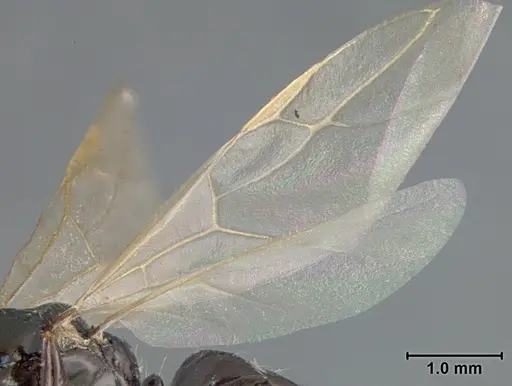 Camponotus bakeri specimen USNMENT01129586 image usnment01129586_4