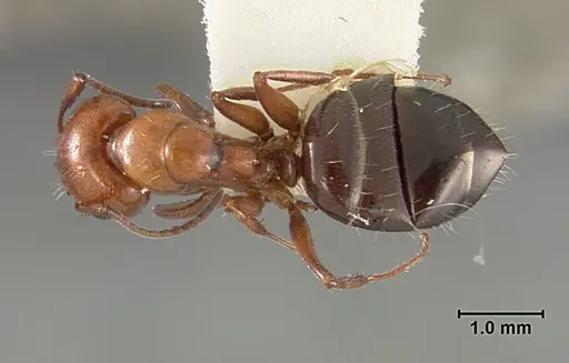 Camponotus bakeri specimen USNMENT01129587 image usnment01129587_1