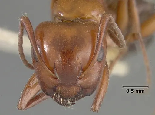 Camponotus bakeri specimen USNMENT01129587 image usnment01129587_2