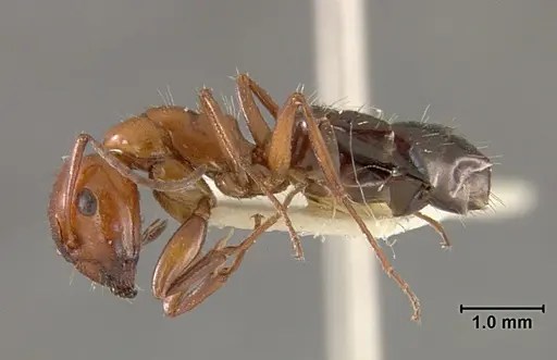 Camponotus bakeri specimen USNMENT01129587 image usnment01129587_3