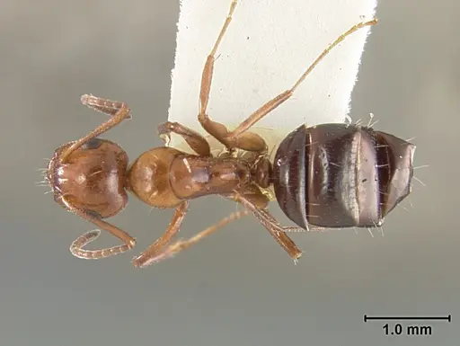 Camponotus bakeri specimen USNMENT01129588 image usnment01129588_1