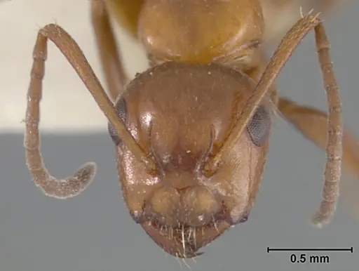 Camponotus bakeri specimen USNMENT01129588 image usnment01129588_2