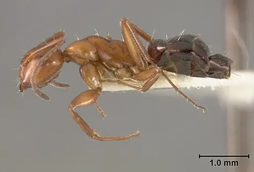 Camponotus bakeri specimen USNMENT01129588 image usnment01129588_3