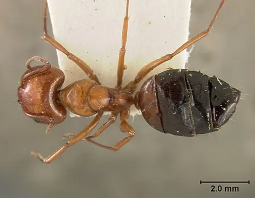 Camponotus bakeri specimen USNMENT01129592 image usnment01129592_1