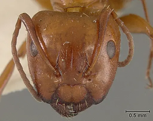 Camponotus bakeri specimen USNMENT01129592 image usnment01129592_2