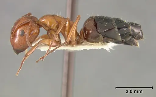 Camponotus bakeri specimen USNMENT01129592 image usnment01129592_3