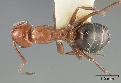 Camponotus bakeri specimen USNMENT01129593 image usnment01129593_1