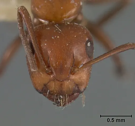 Camponotus bakeri specimen USNMENT01129593 image usnment01129593_2