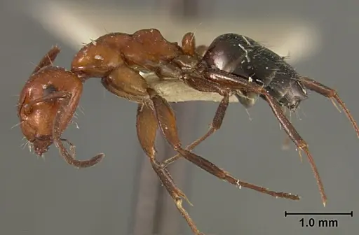 Camponotus bakeri specimen USNMENT01129593 image usnment01129593_3