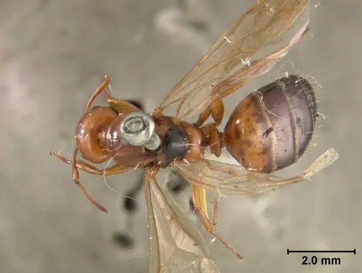 Camponotus bakeri specimen USNMENT01129595 image usnment01129595_1
