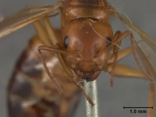 Camponotus bakeri specimen USNMENT01129595 image usnment01129595_2