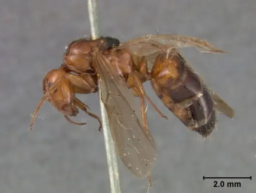 Camponotus bakeri specimen USNMENT01129595 image usnment01129595_3