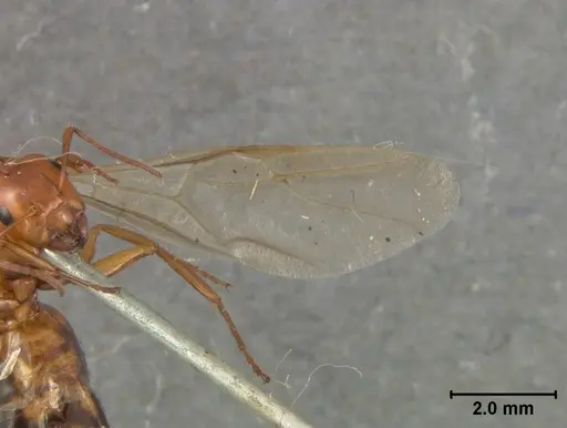 Camponotus bakeri specimen USNMENT01129595 image usnment01129595_4