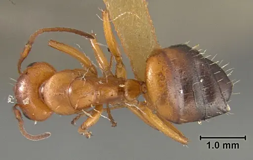 Camponotus bakeri specimen USNMENT01129596 image usnment01129596_1