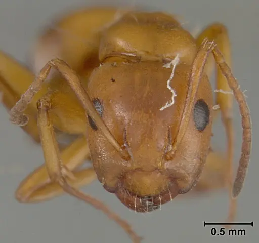 Camponotus bakeri specimen USNMENT01129596 image usnment01129596_2