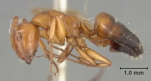 Camponotus bakeri specimen USNMENT01129596 image usnment01129596_3