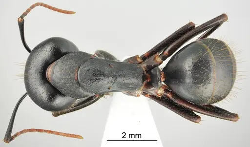 Camponotus bakhtiariensis specimen CASENT0872760 image casent0872760_1