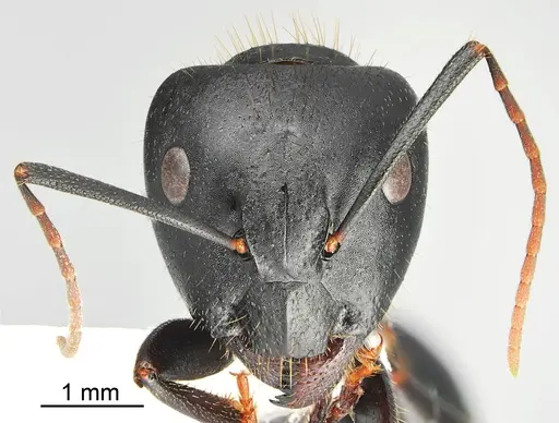 Camponotus bakhtiariensis specimen CASENT0872760 image casent0872760_2