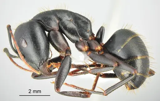 Camponotus bakhtiariensis specimen CASENT0872760 image casent0872760_3