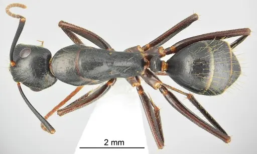 Camponotus bakhtiariensis specimen CASENT0872761 image casent0872761_1