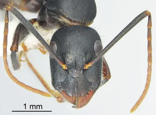 Camponotus bakhtiariensis specimen CASENT0872761 image casent0872761_2