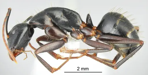 Camponotus bakhtiariensis specimen CASENT0872761 image casent0872761_3