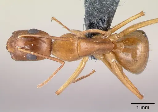 Camponotus baldaccii specimen CASENT0179862 image casent0179862_1
