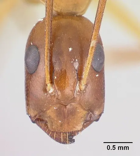 Camponotus baldaccii specimen CASENT0179862 image casent0179862_2