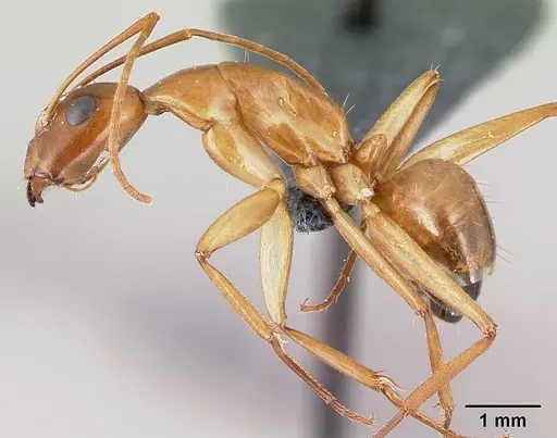 Camponotus baldaccii specimen CASENT0179862 image casent0179862_3