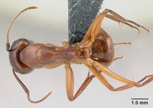 Camponotus baldaccii specimen CASENT0179863 image casent0179863_1