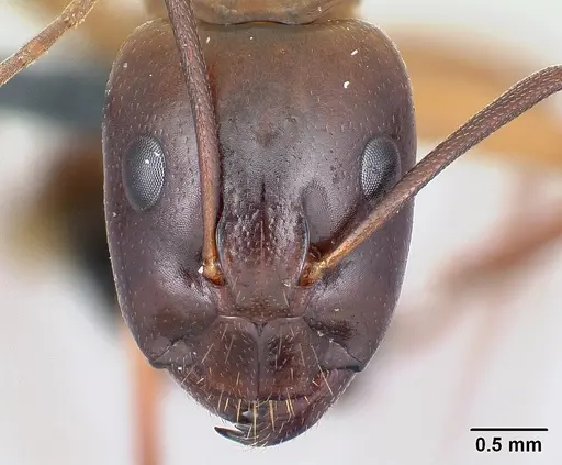 Camponotus baldaccii specimen CASENT0179863 image casent0179863_2